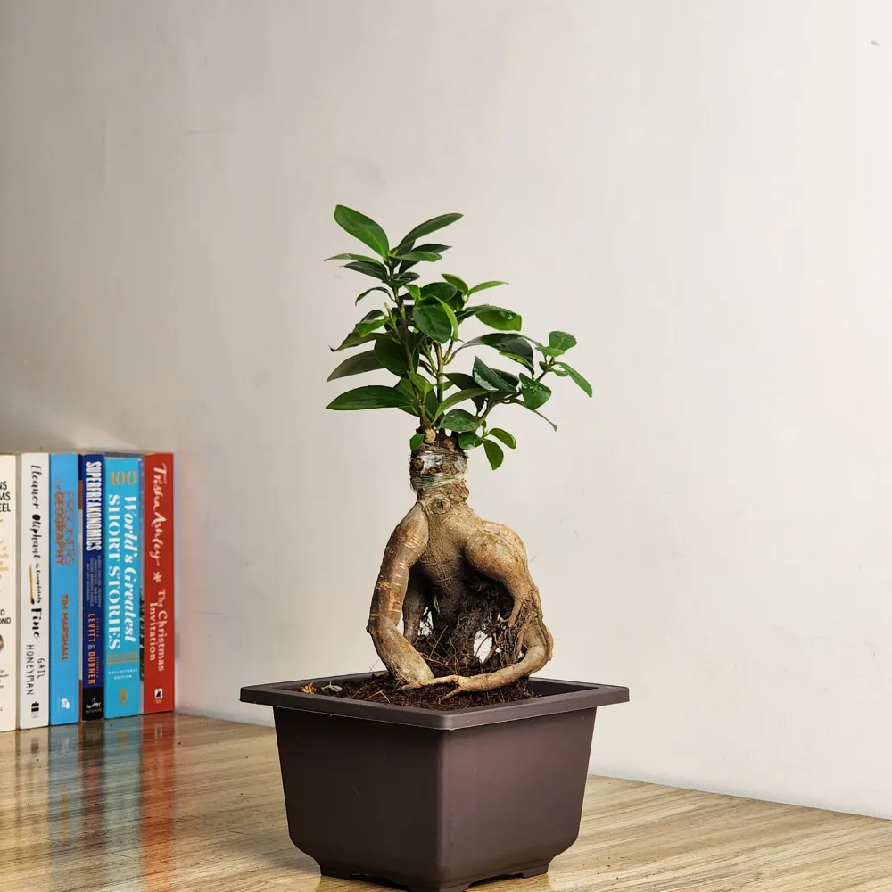 product-gallery