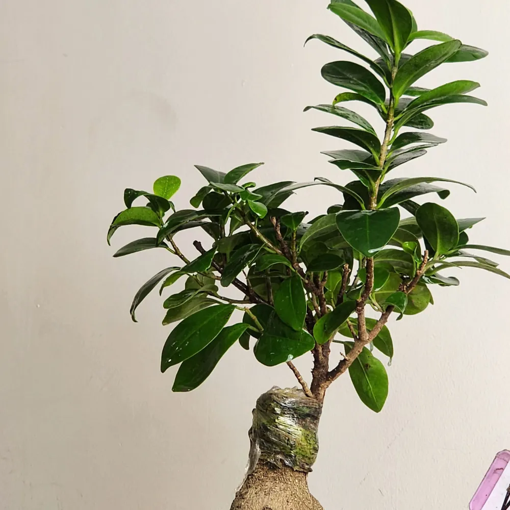 product-gallery