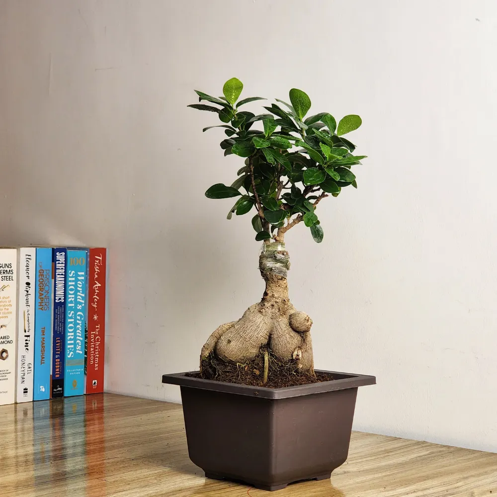 product-gallery