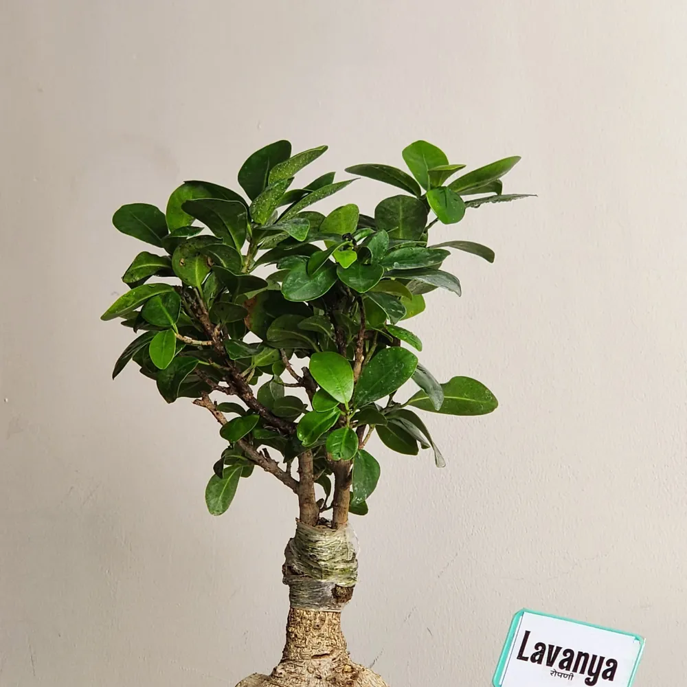 product-gallery