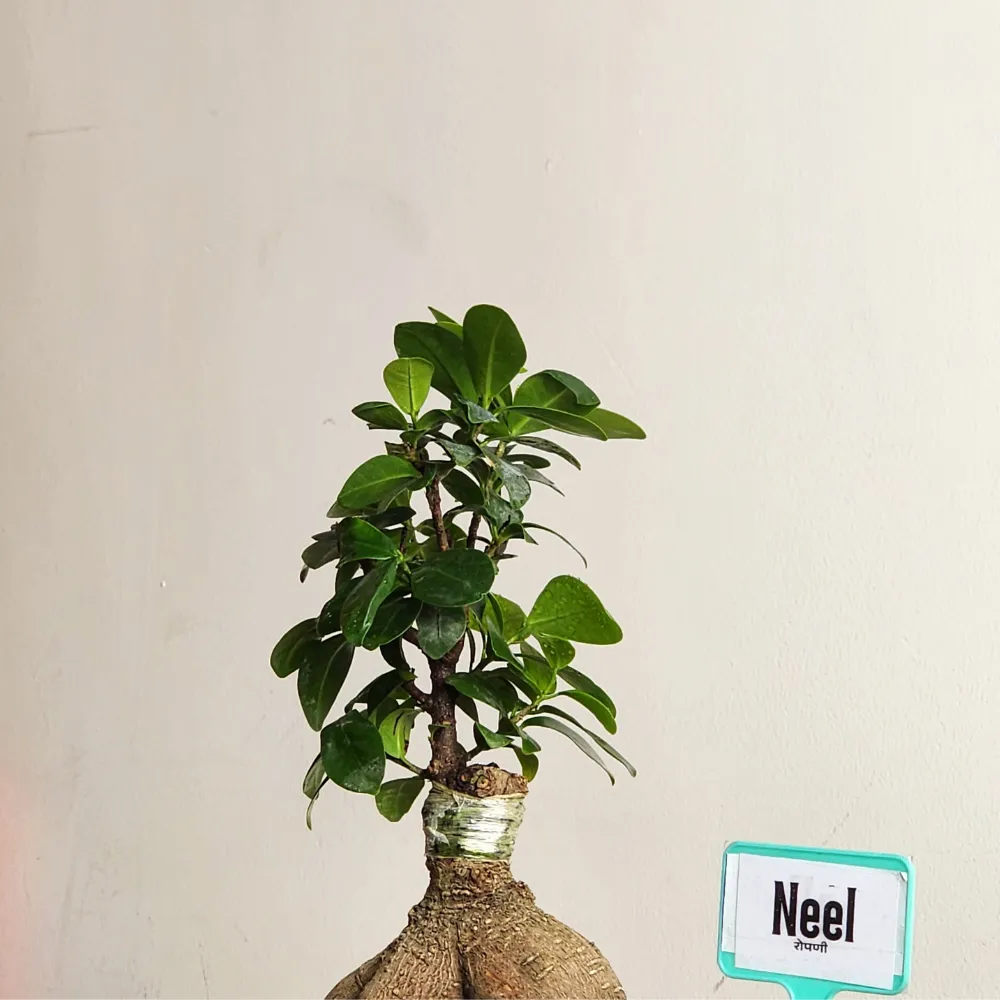 product-gallery