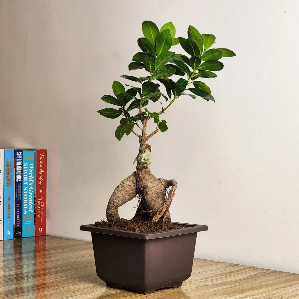 product-gallery