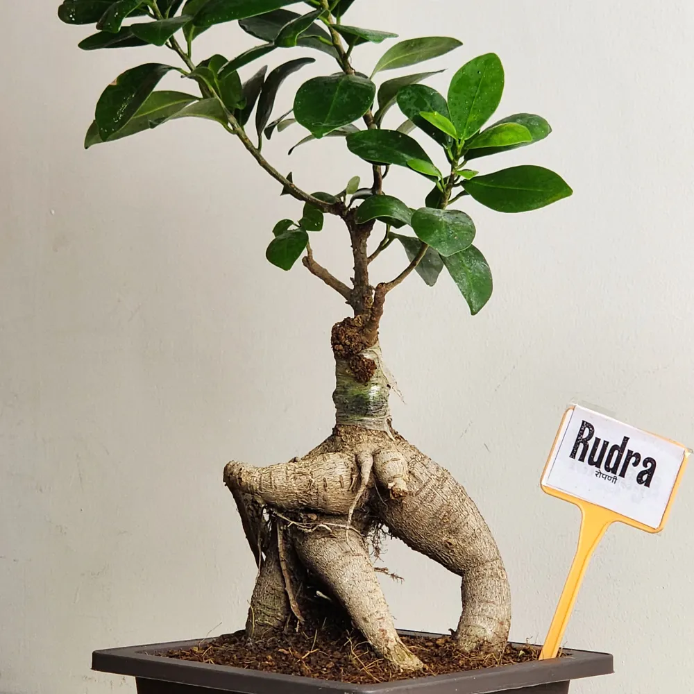 product-gallery