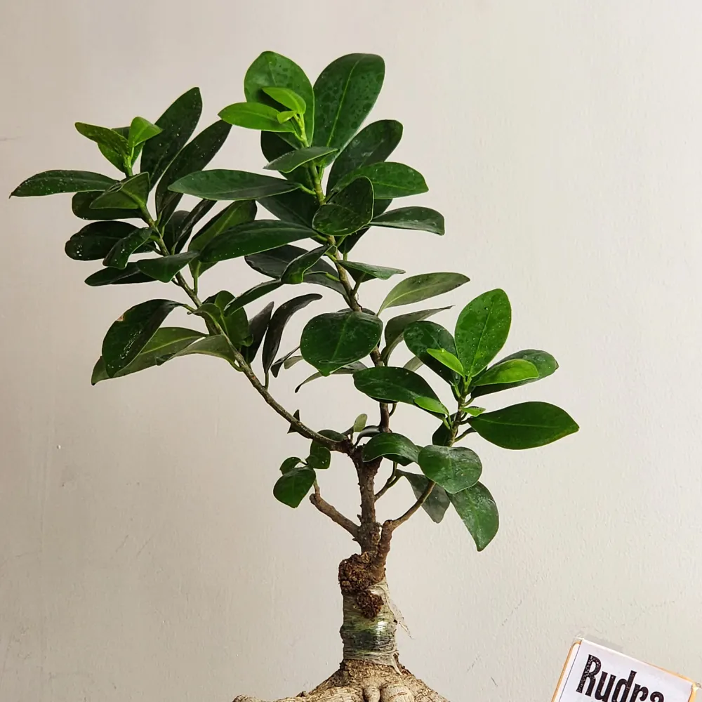 product-gallery