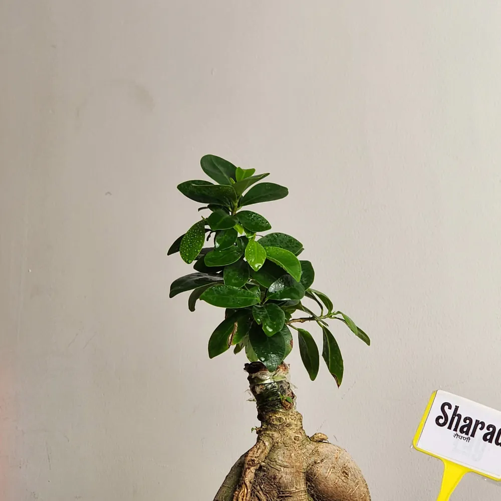 product-gallery