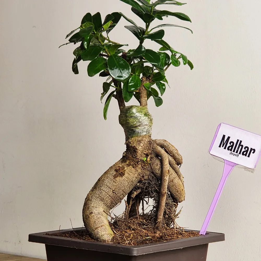 product-gallery