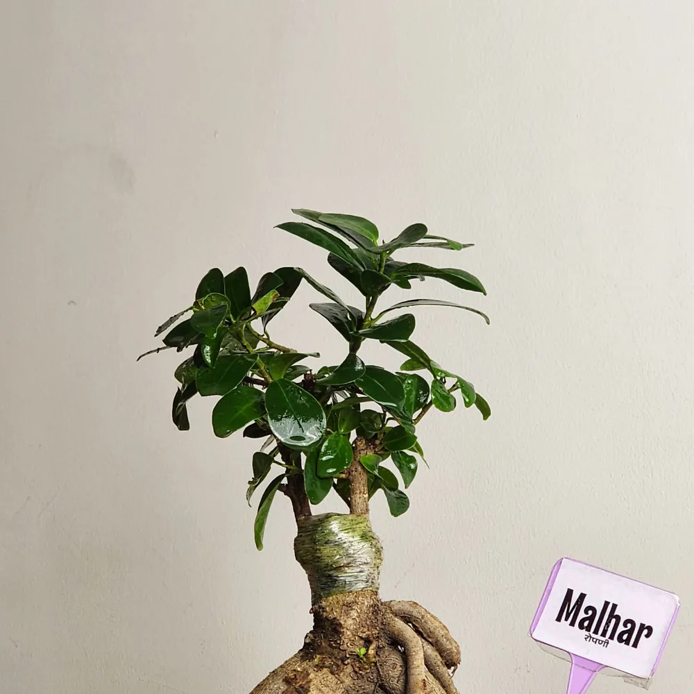 product-gallery
