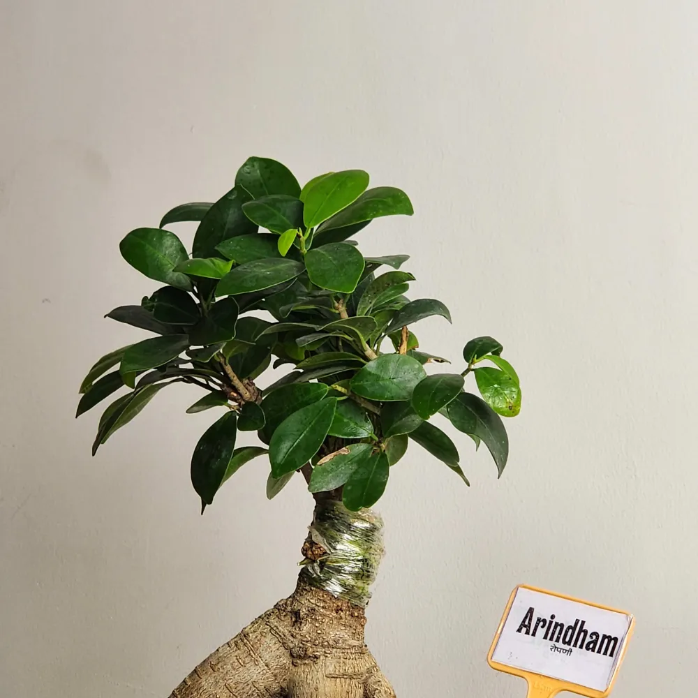 product-gallery