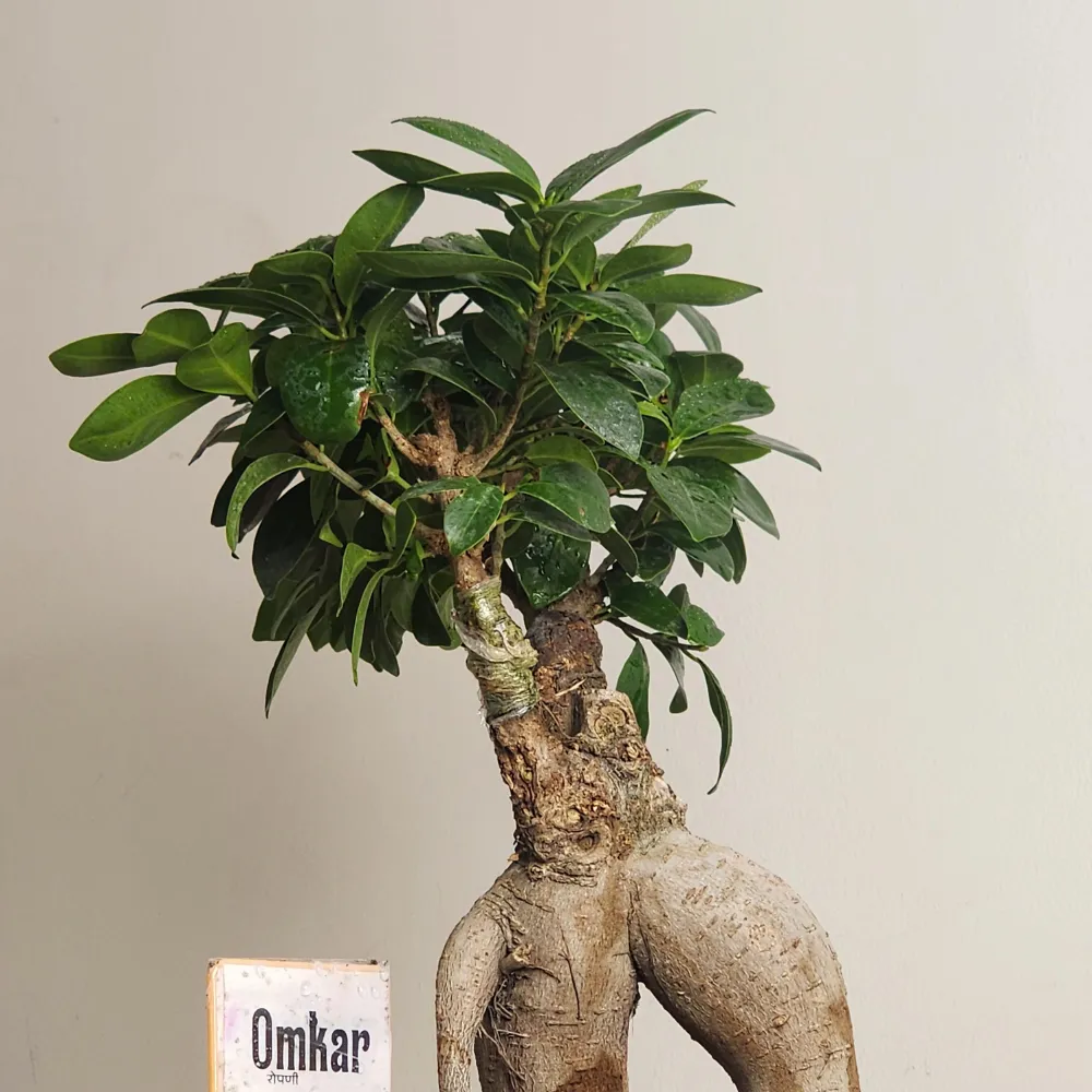 product-gallery