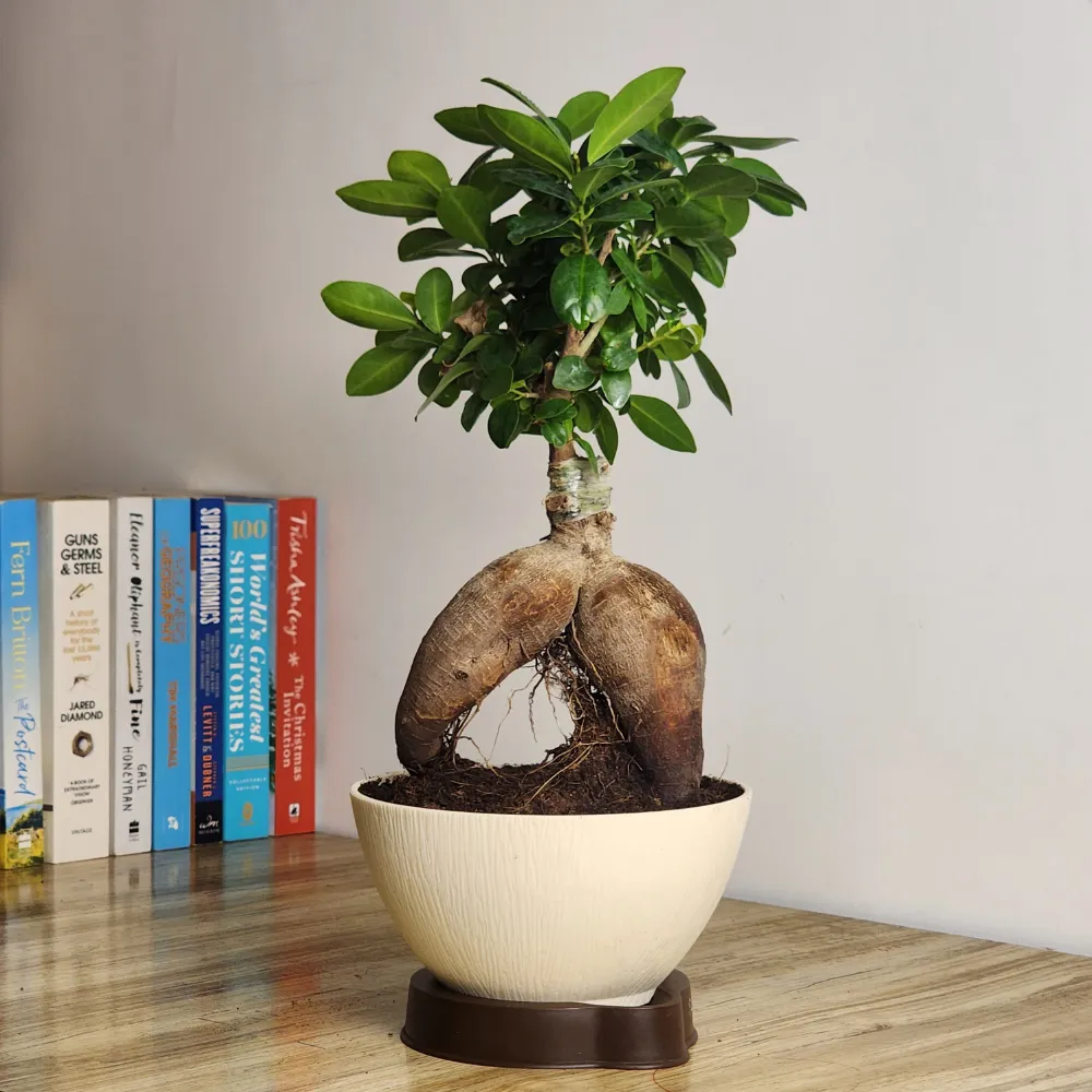 product-gallery