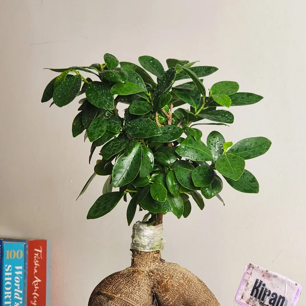 product-gallery