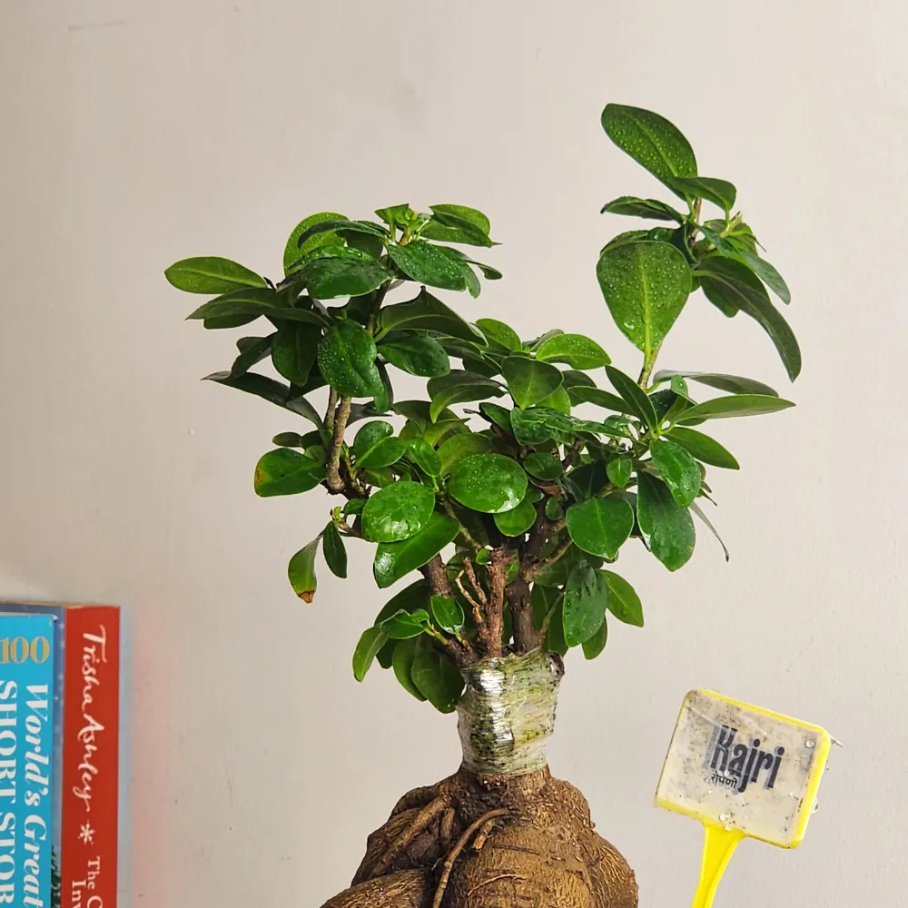 product-gallery