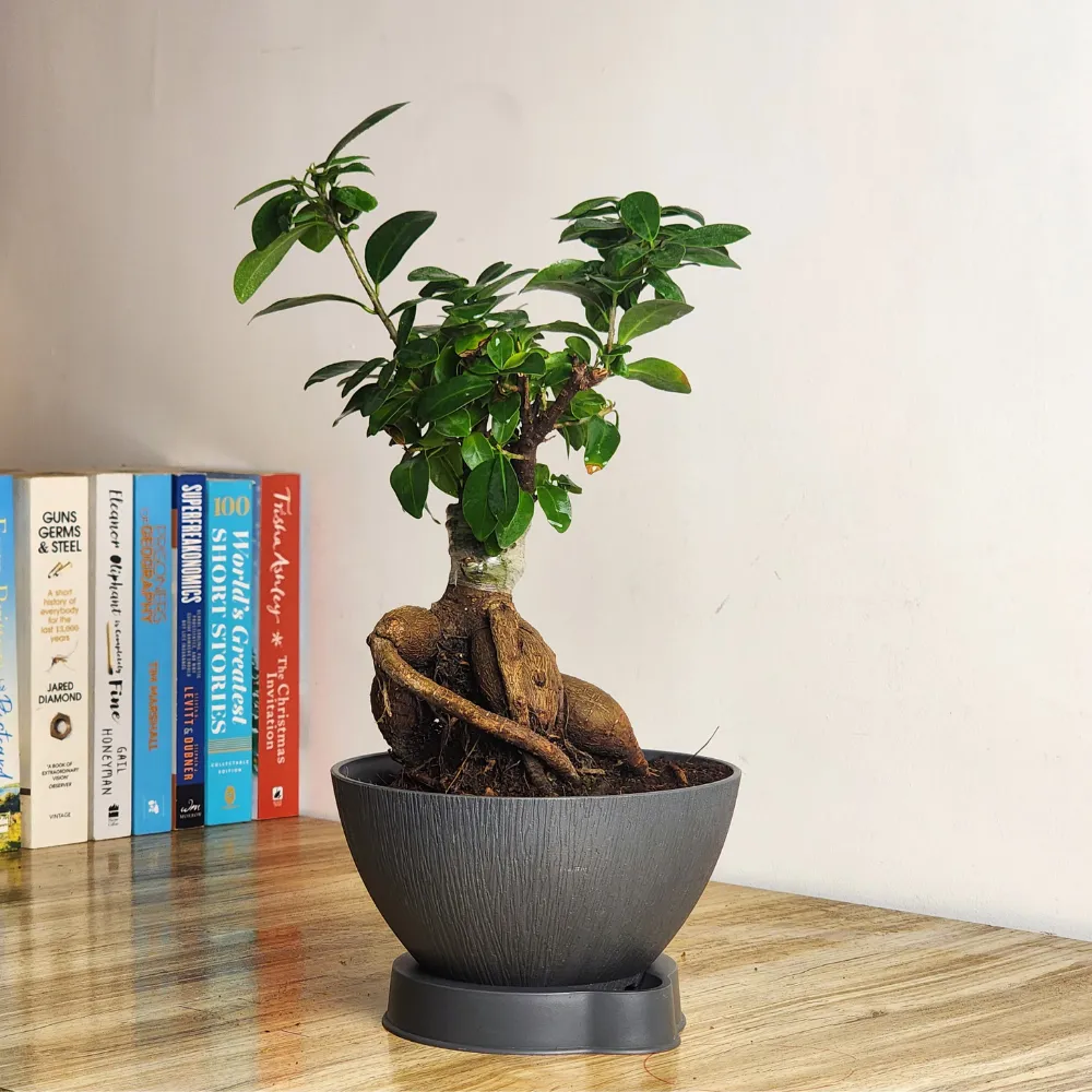 product-gallery