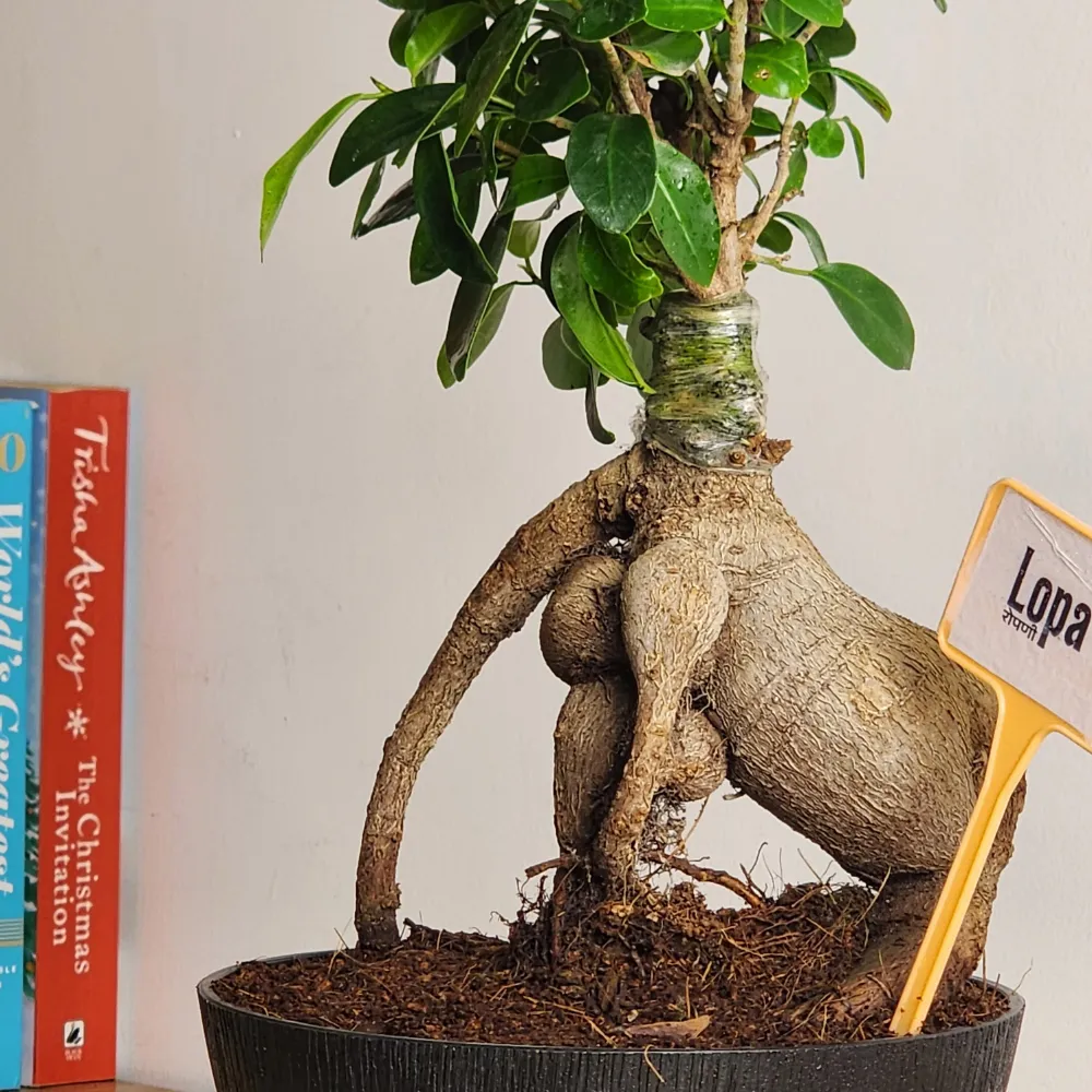 product-gallery