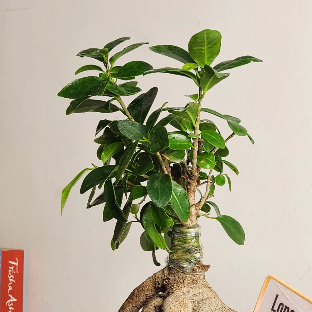 product-gallery