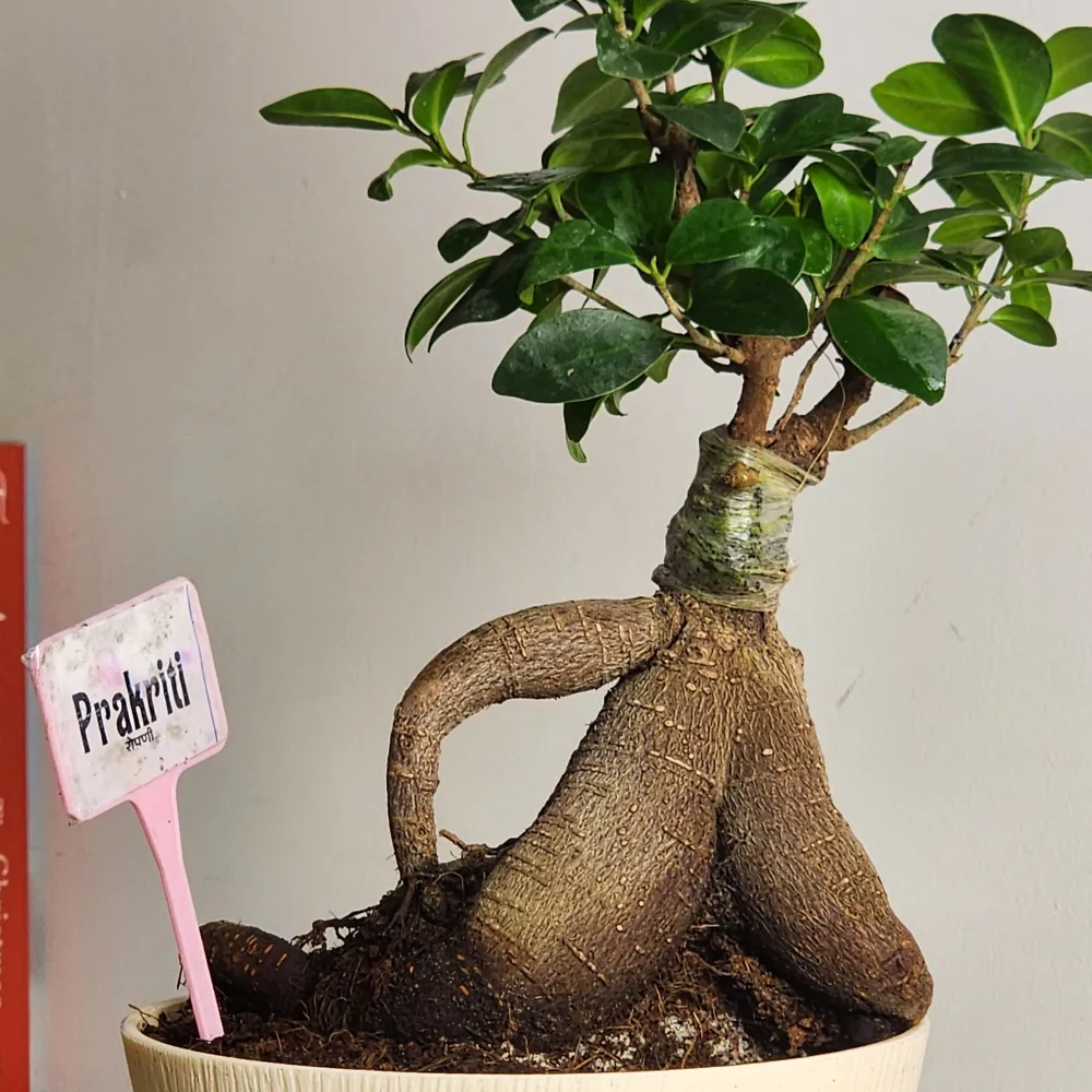 product-gallery