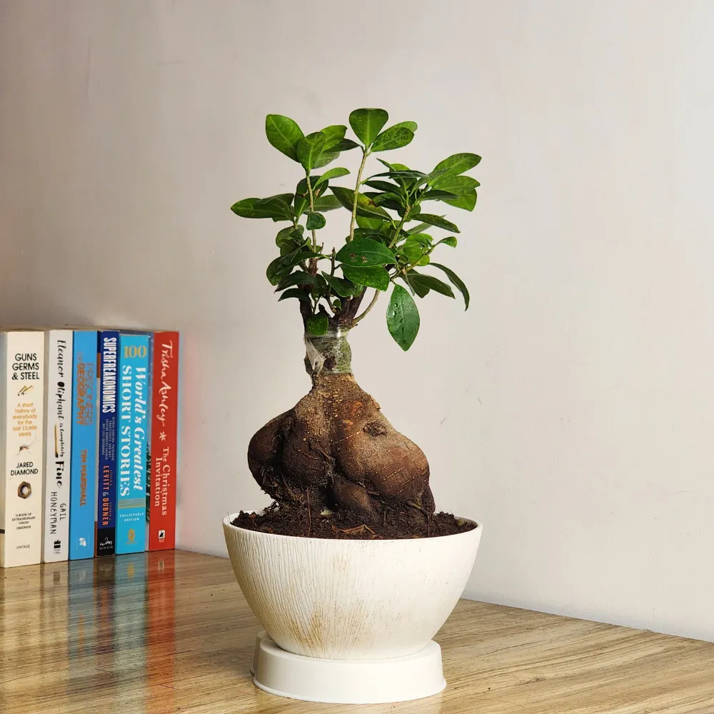 product-gallery