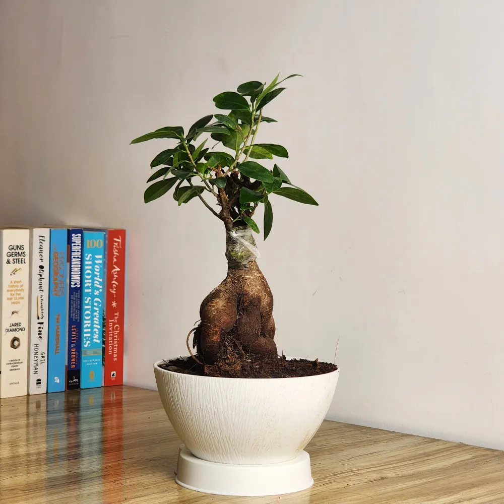 product-gallery