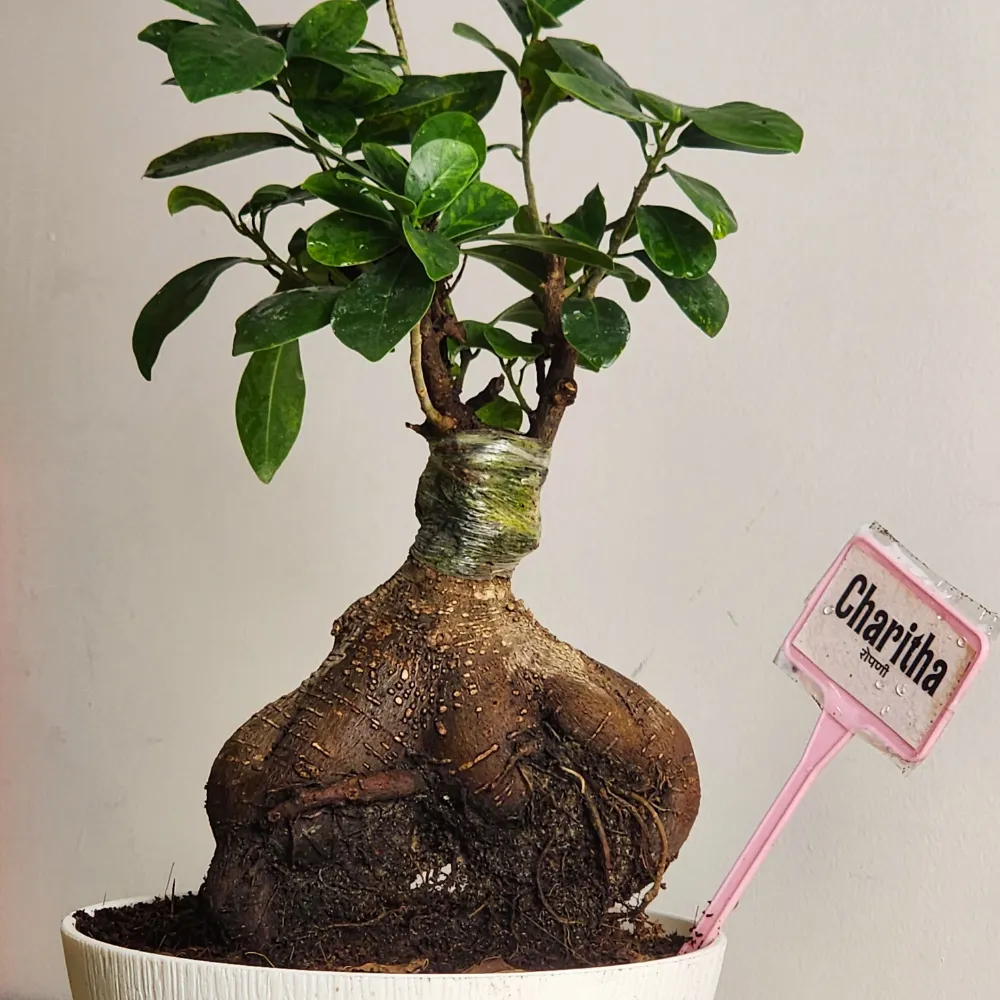 product-gallery