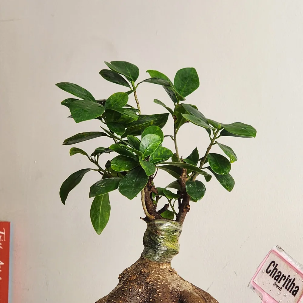 product-gallery