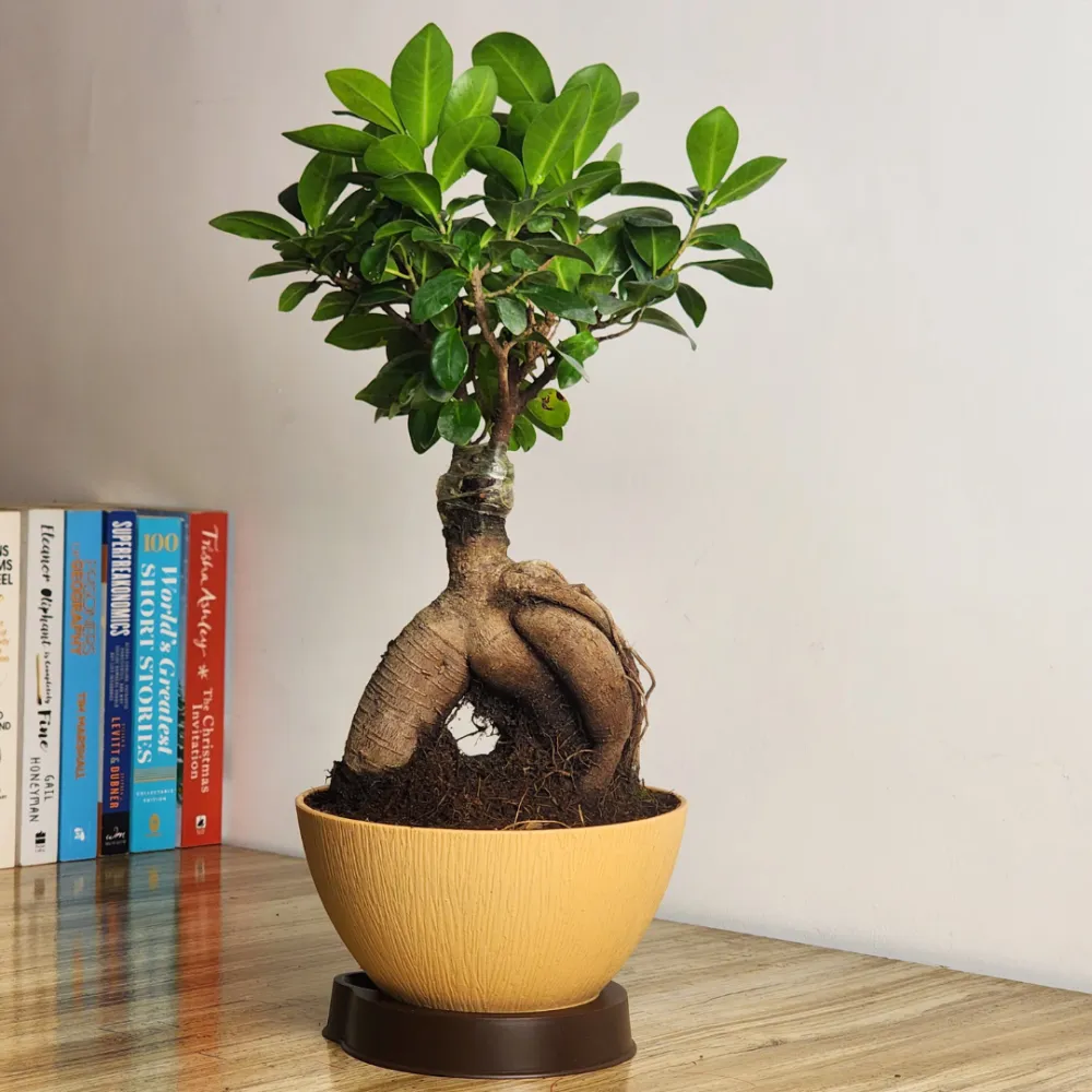 product-gallery