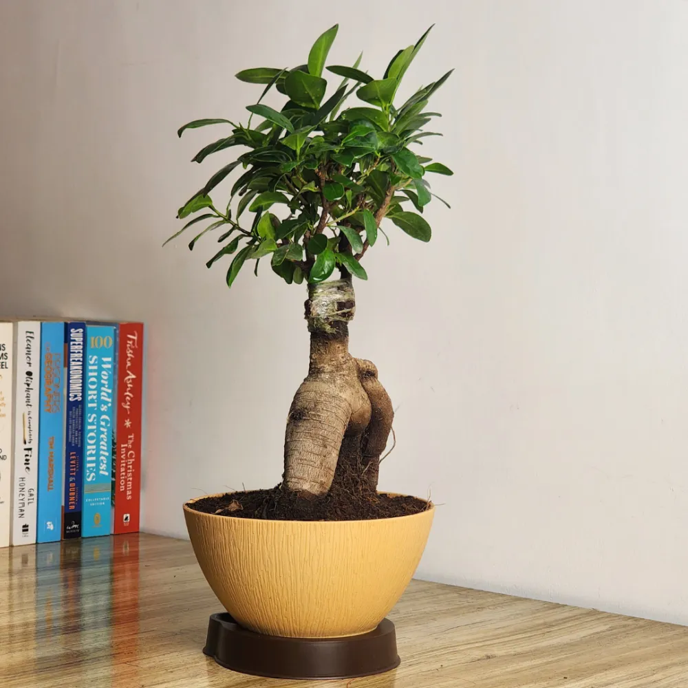 product-gallery