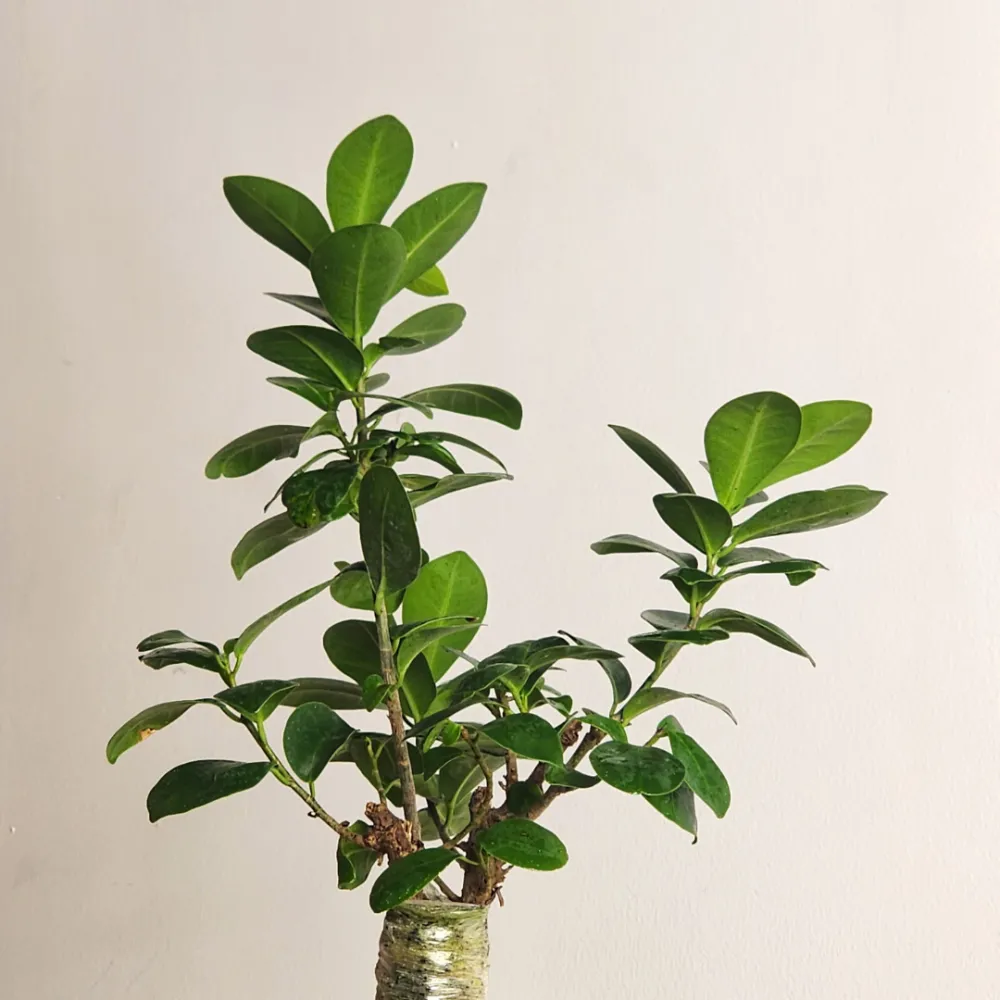 product-gallery
