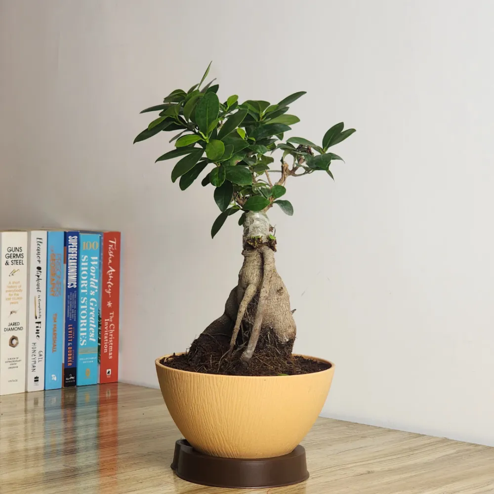 product-gallery