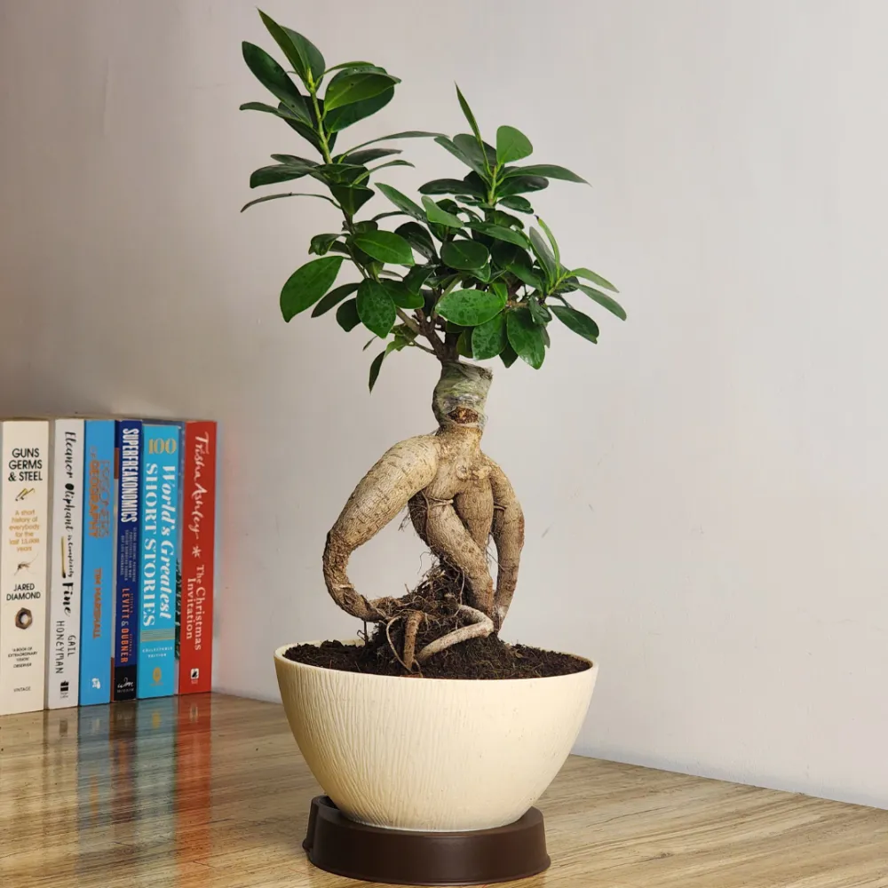 product-gallery