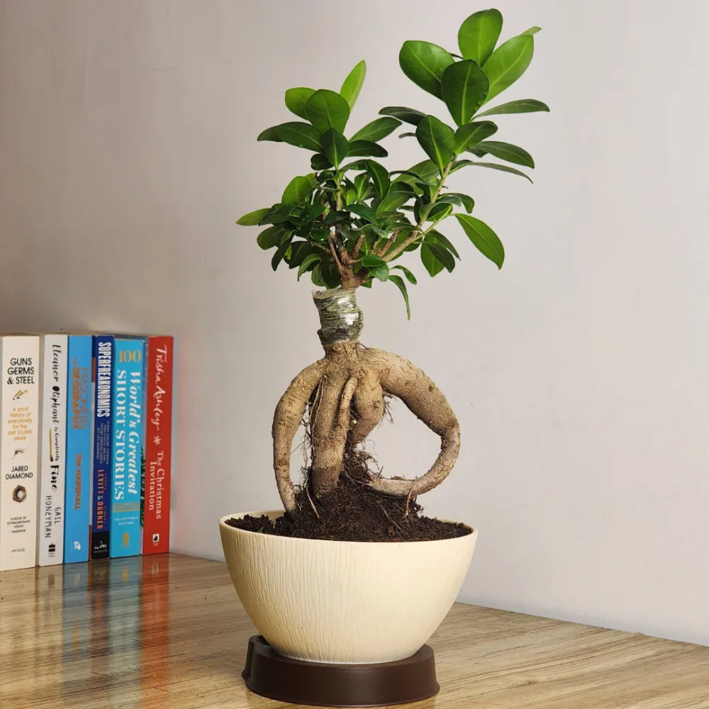 product-gallery