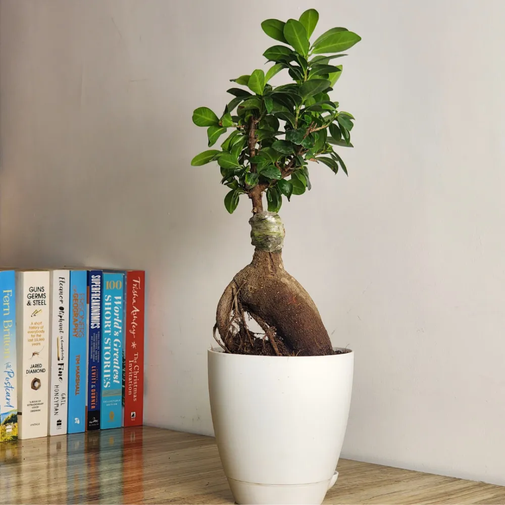 product-gallery