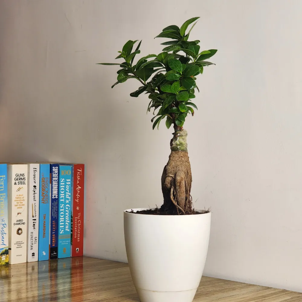product-gallery