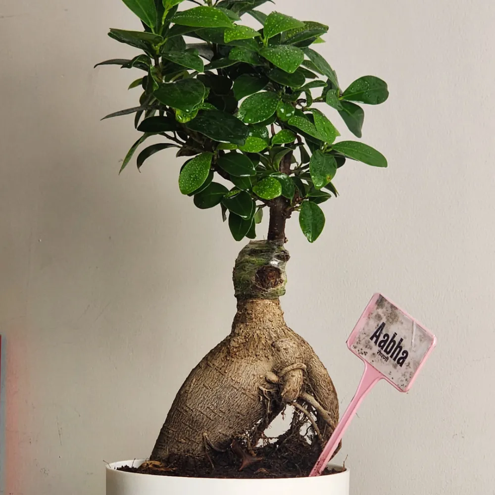 product-gallery