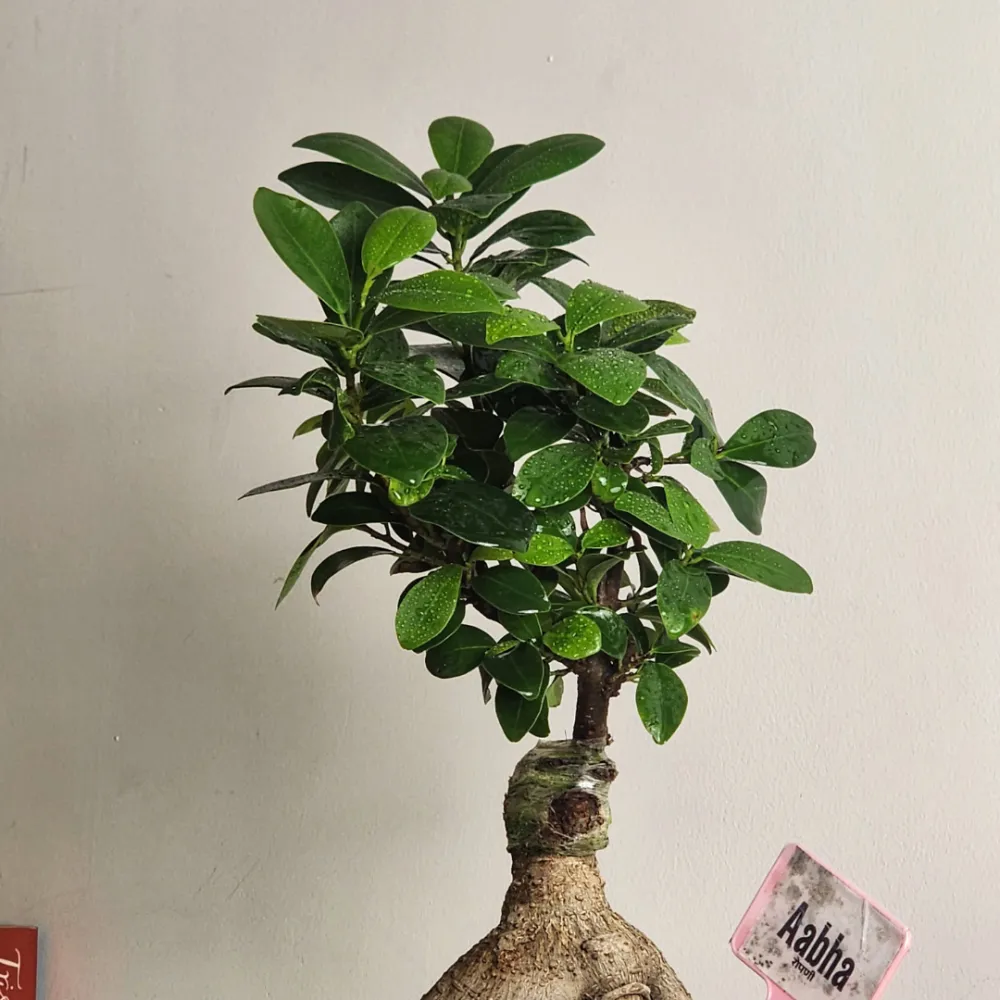 product-gallery