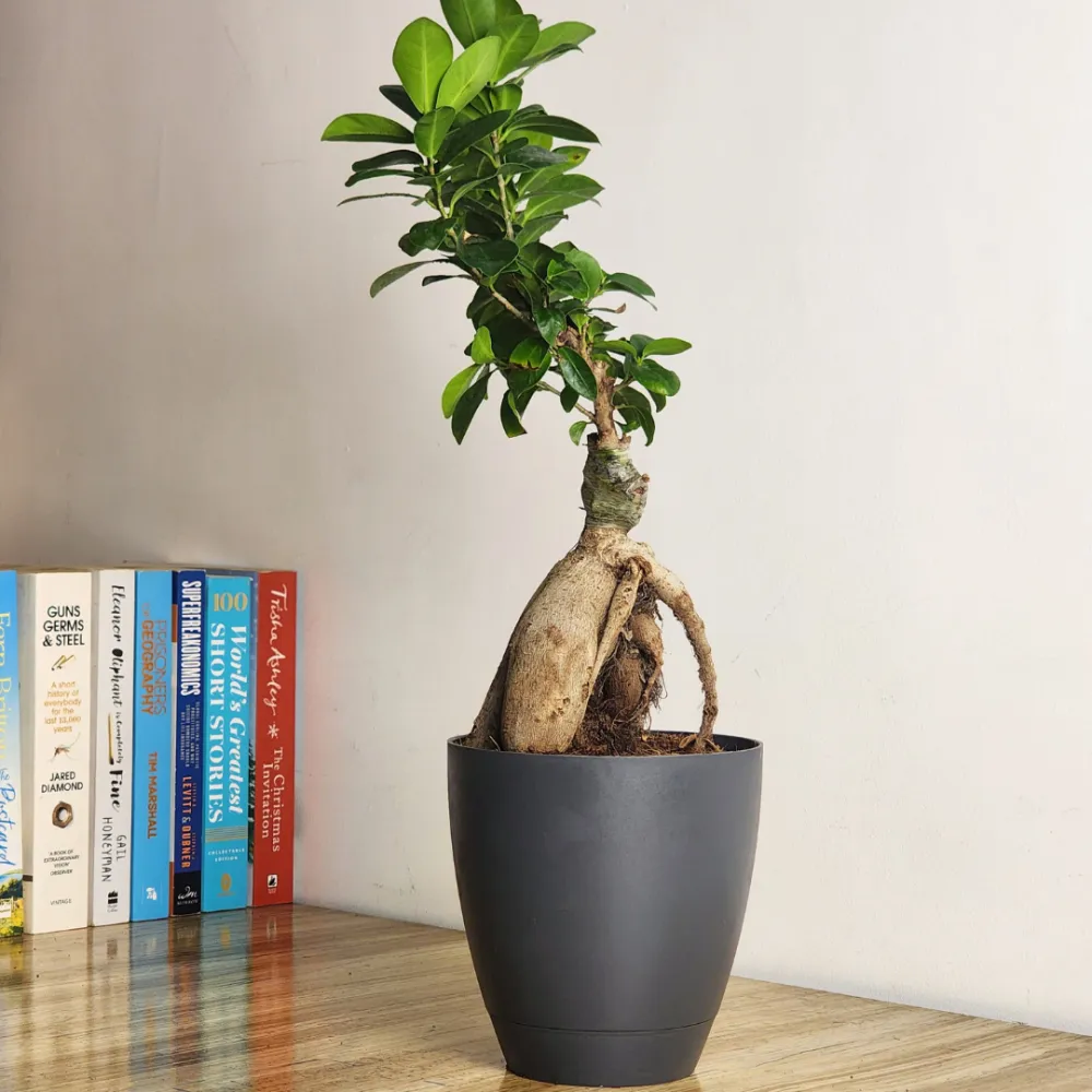 product-gallery
