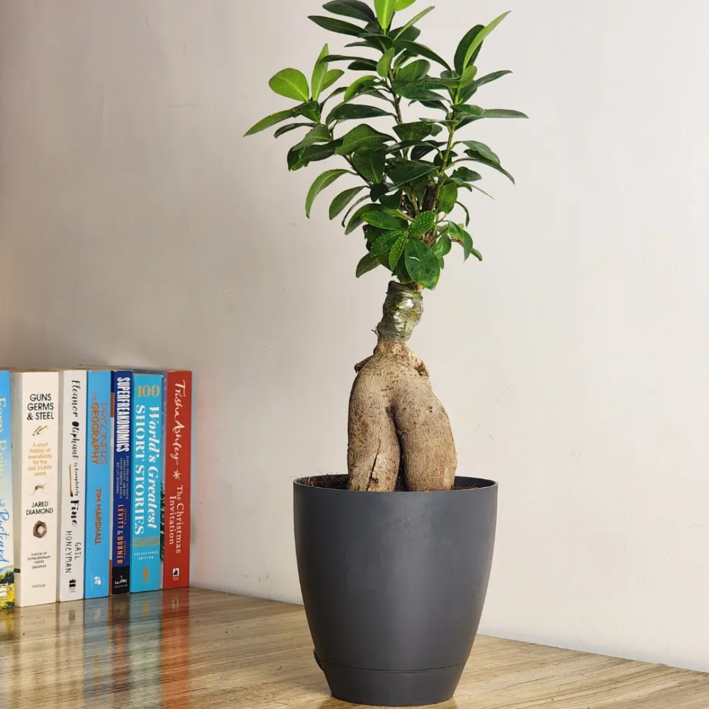 product-gallery