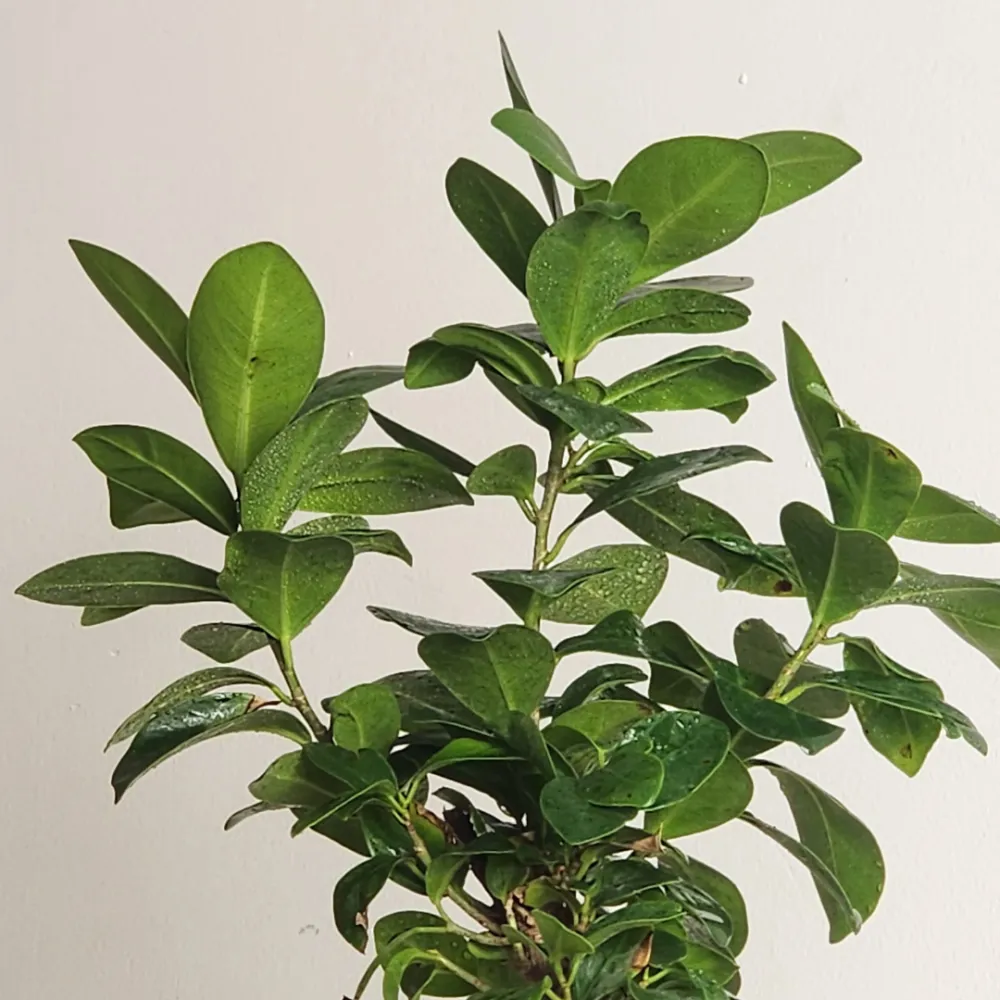 product-gallery