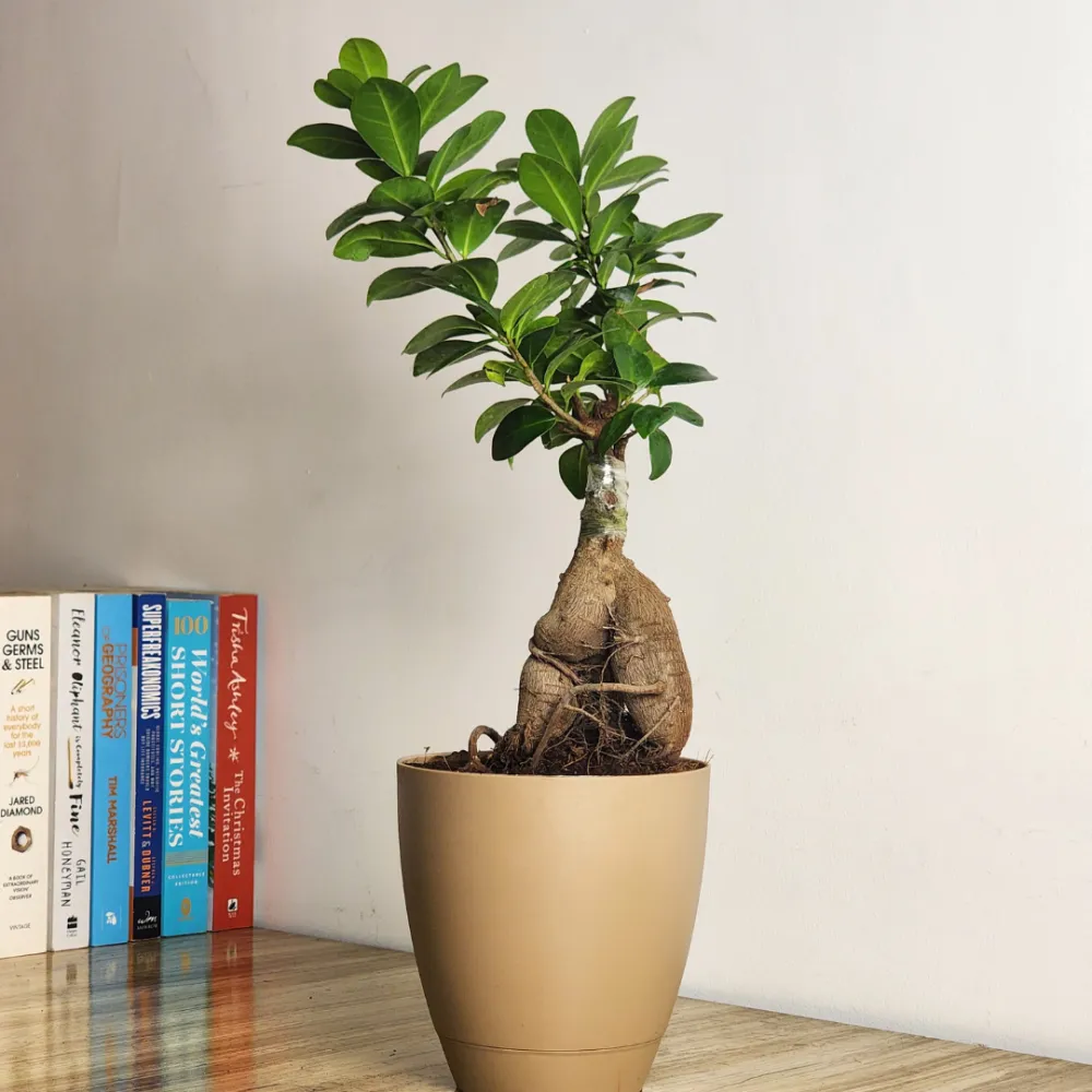 product-gallery