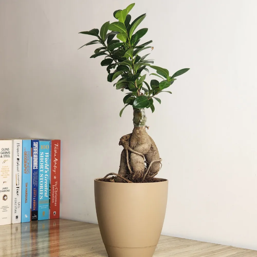product-gallery