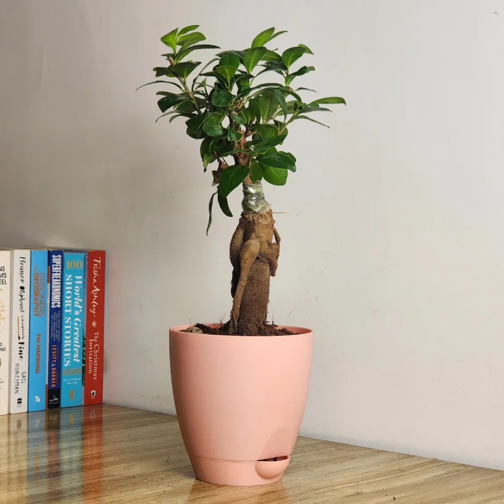 product-gallery