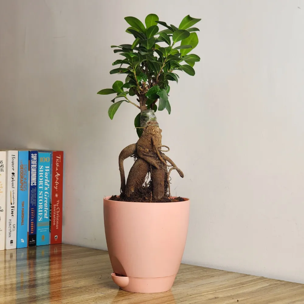 product-gallery