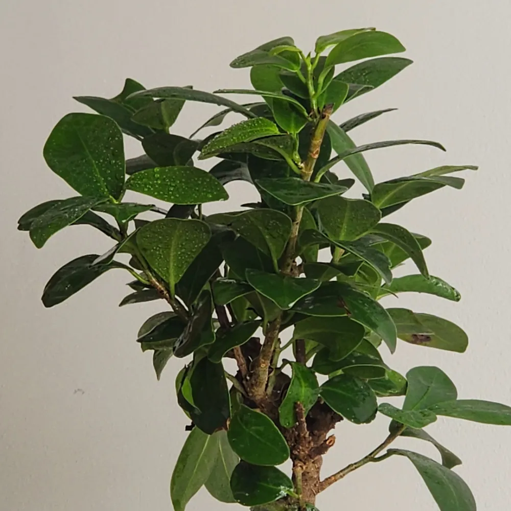 product-gallery