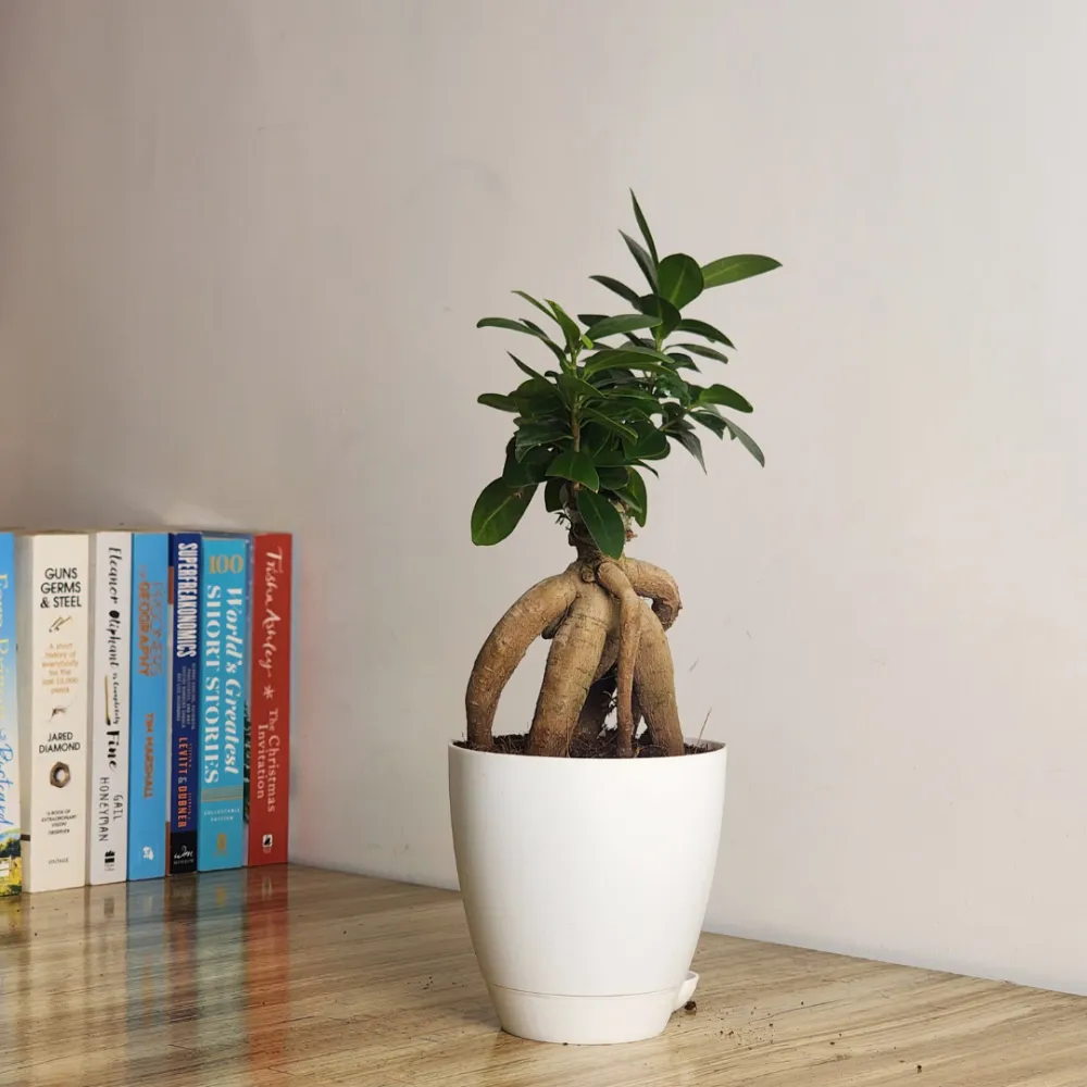product-gallery