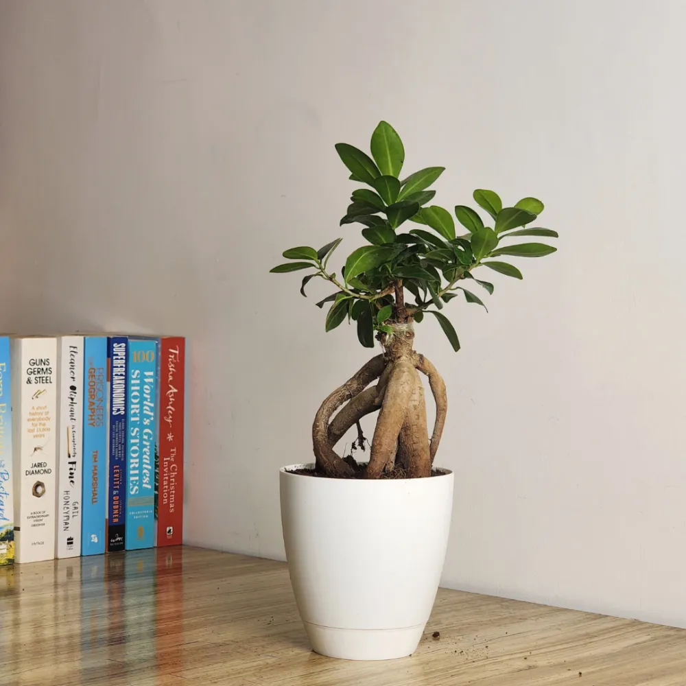 product-gallery