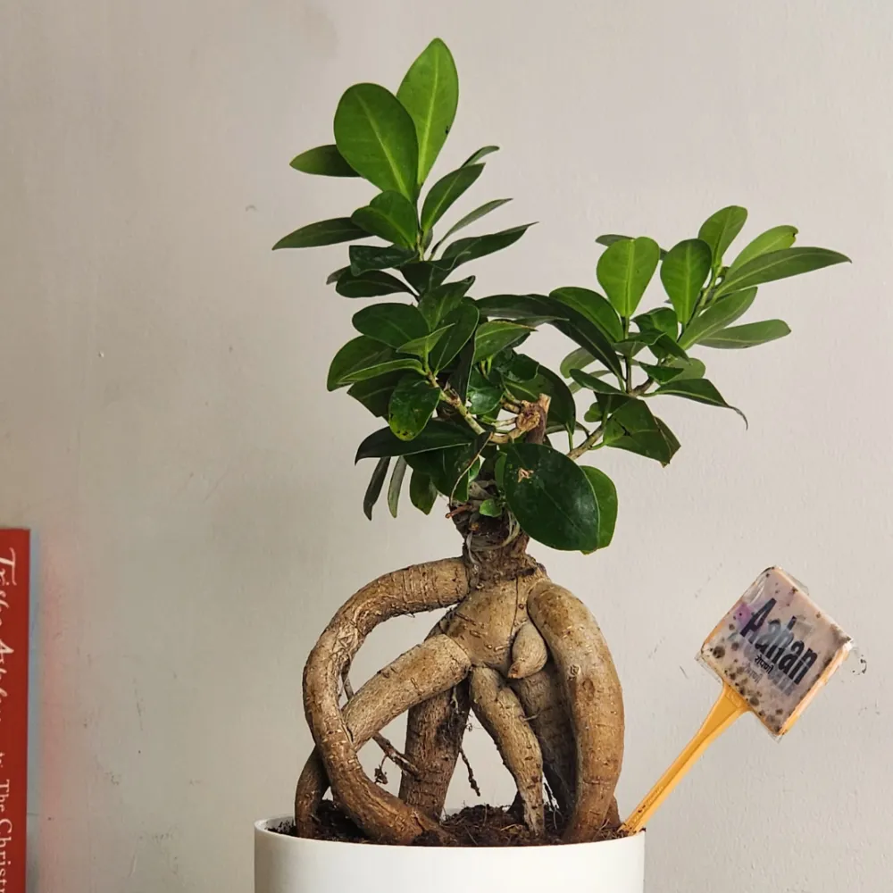 product-gallery