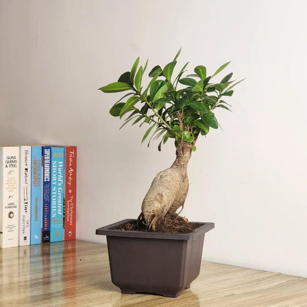 product-gallery