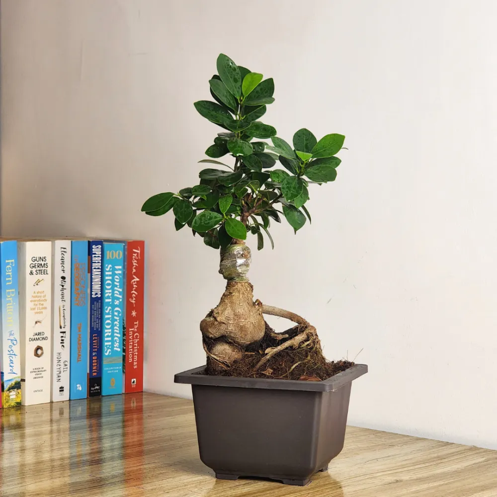 product-gallery