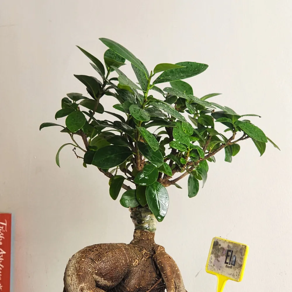 product-gallery
