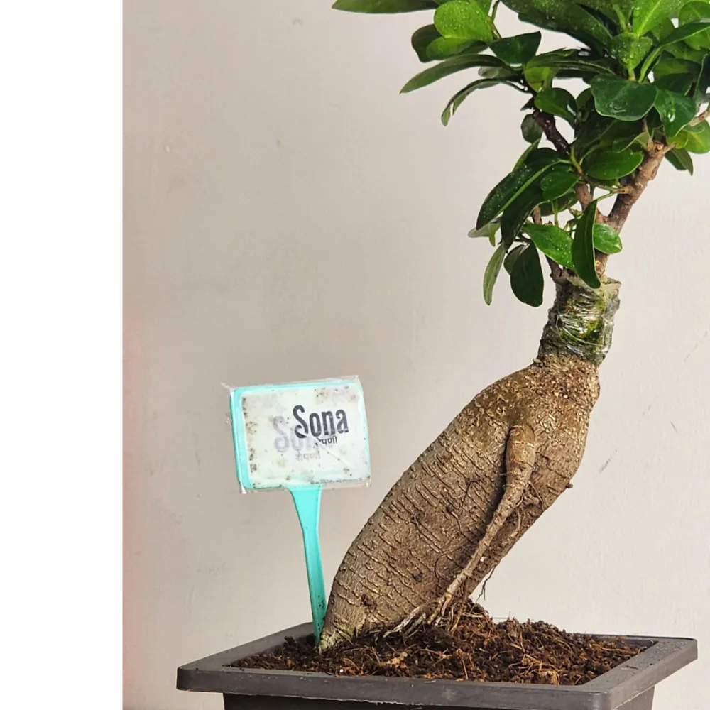 product-gallery