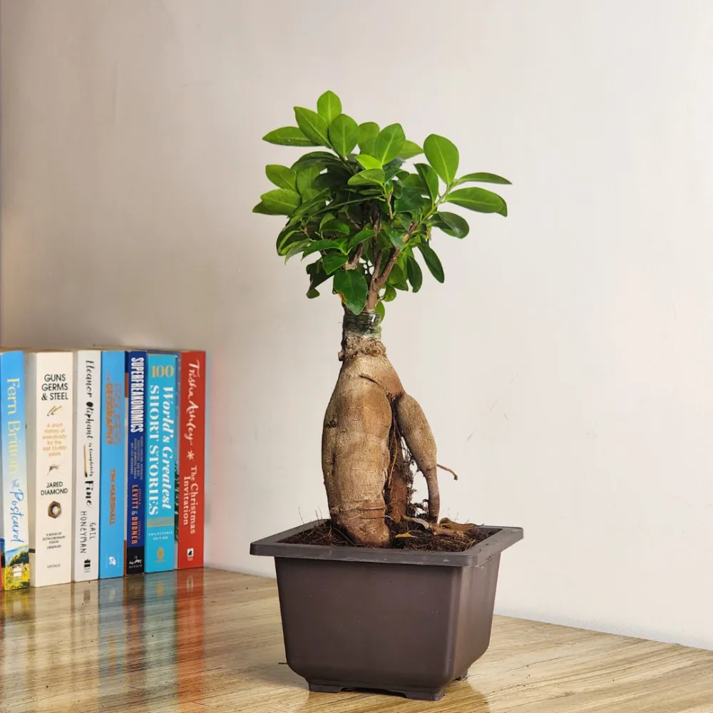 product-gallery